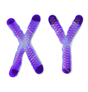 Sex Chromosome X and Y. Boys carry XY chromosomes and girls carry XX cromosomes. If the male releases and X chromosome, it adds to the X chromosome of the female, it forms an XX— and the gender of the baby will be a girl. If the male releases a Y chromosome and adds to the females X chromosome, it forms an XY and the gender of the baby is a boy.