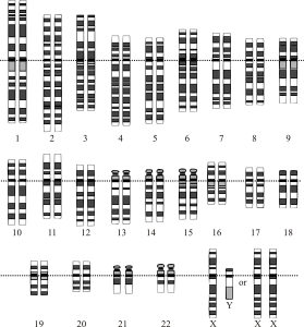 558px-karyotype